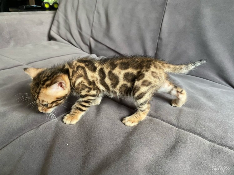 Новорожденные котята вислоухие