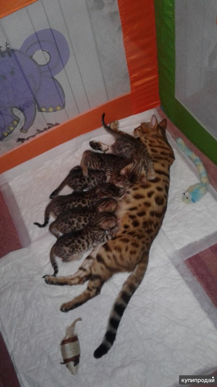 Бенгальские котята только родившиеся