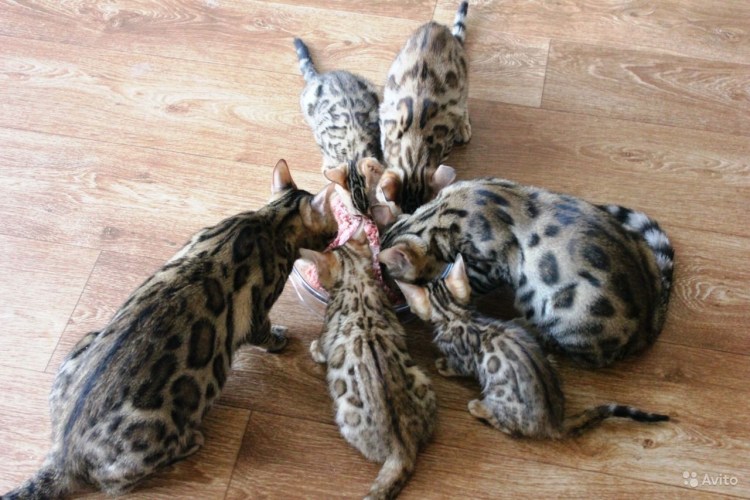Бенгальская кошка серебристый котята