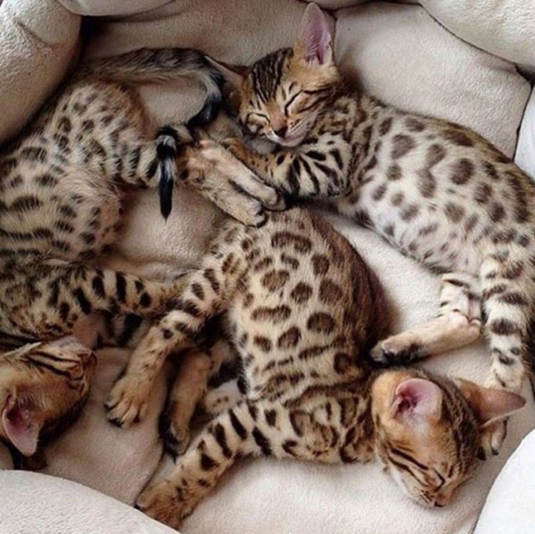 Бенгалы выгровойзоне