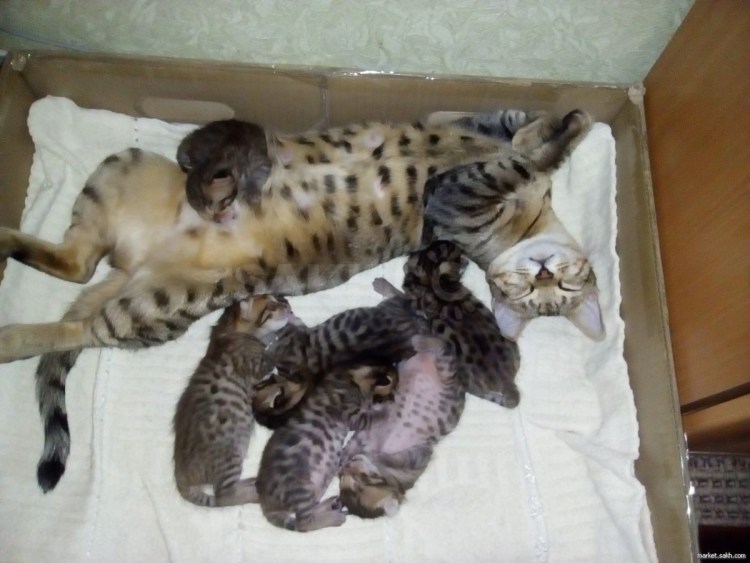 Фото новорожденных бенгальских котят