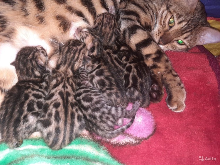 Новорожденные бенгалы