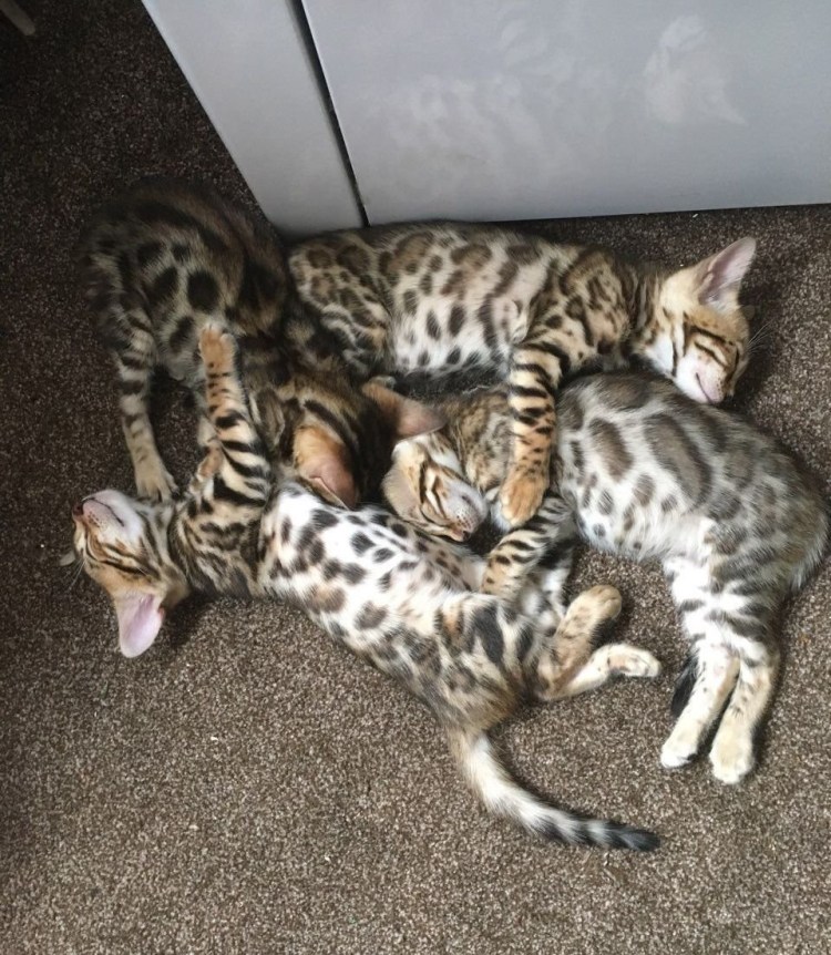 Котята бенгалов Новорожденные