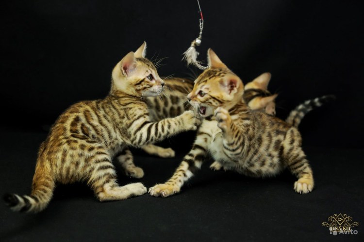 Рождение бенгальских котят
