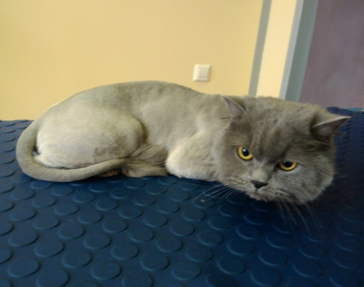 Стрижка короткошерстных кошек