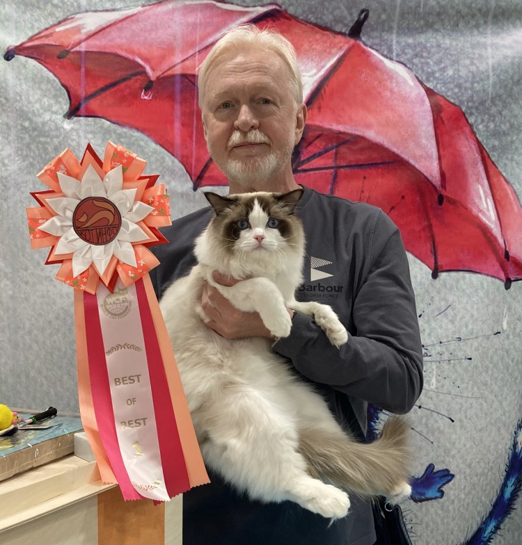 Европейская короткошерстная табби