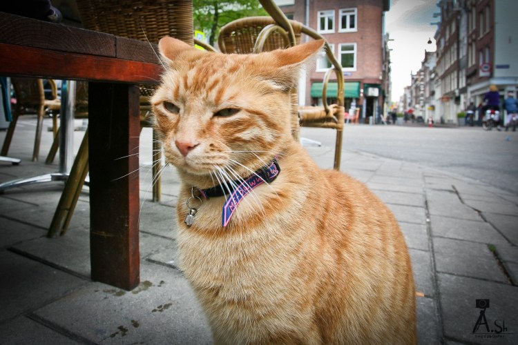 Кошка Девон рекс и сфинкс