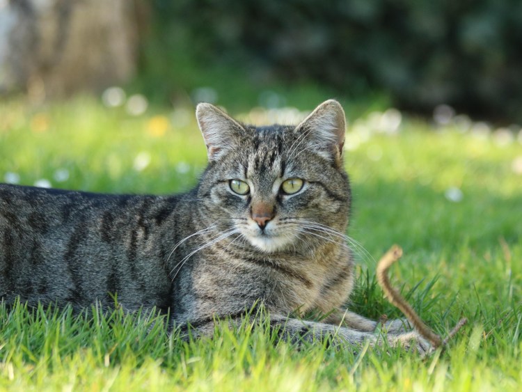 Порода Девон рекс