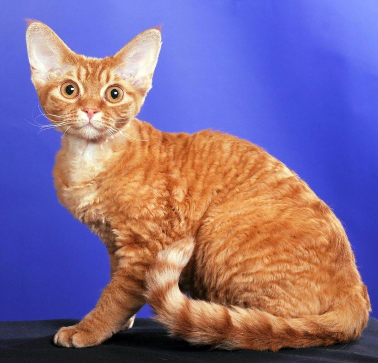 Голландский кот