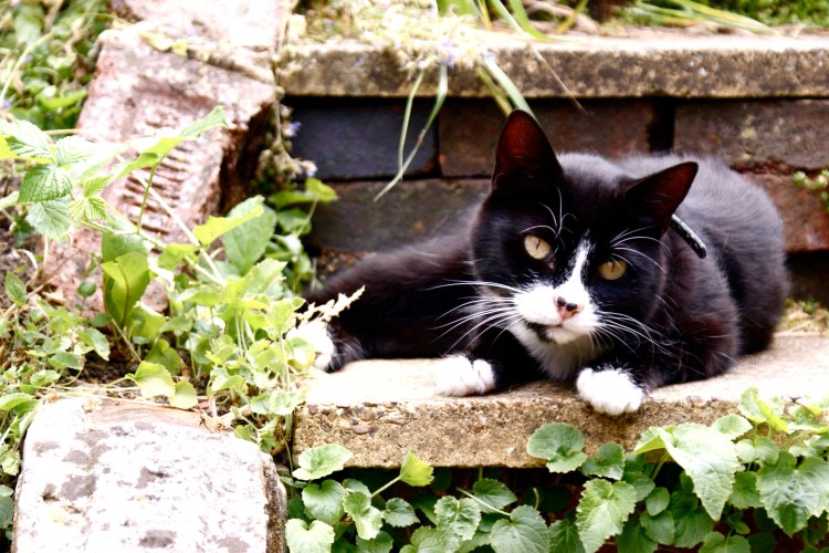 Девон рекс кошка