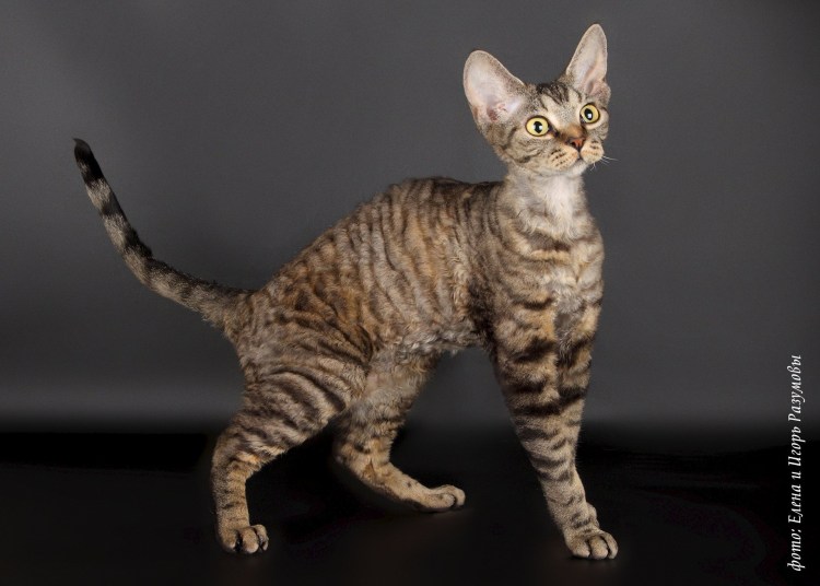 Голландская порода кошек