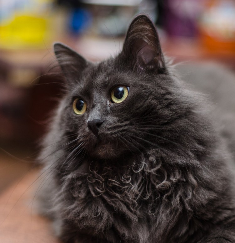 Порода голландский кот