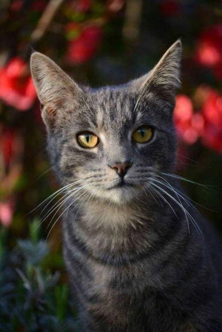 Кот ученый гиф