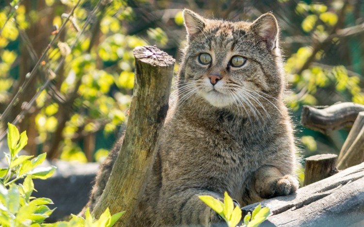 Девон рекс кошка