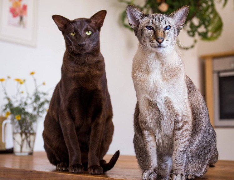 Дымчатый кот длинношерстный