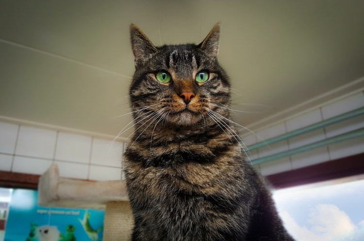 Альпийская кошка