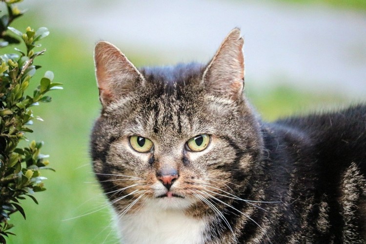 Амстердамский кот