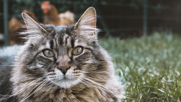 Нидерландский кот