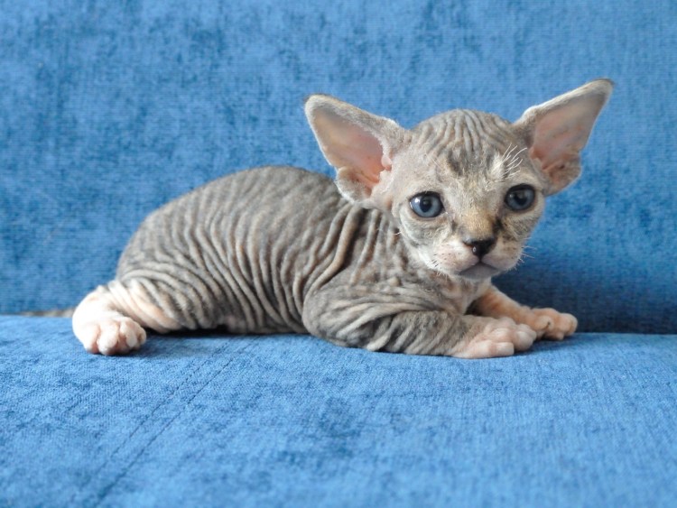 Голландский кот