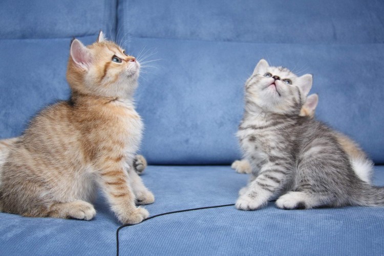 Одомашненные животные. Коты