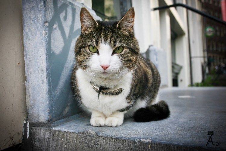 Коты Селкирк рекс