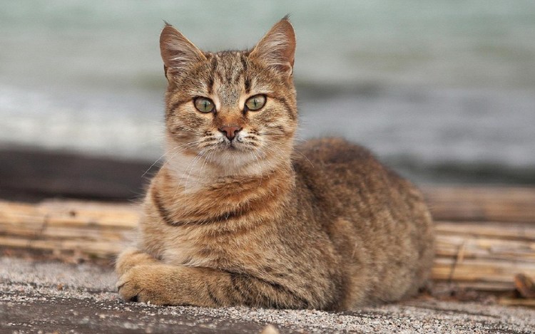 Девон рекс кошка