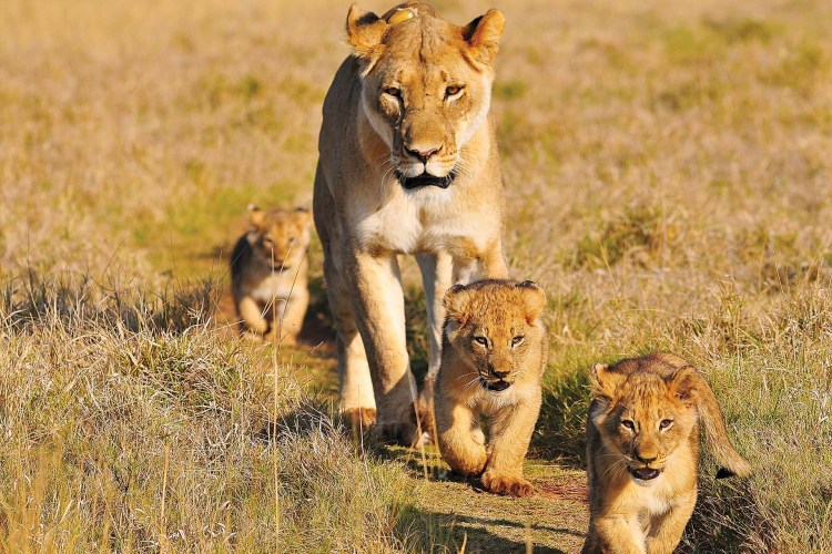 Львиный Прайд