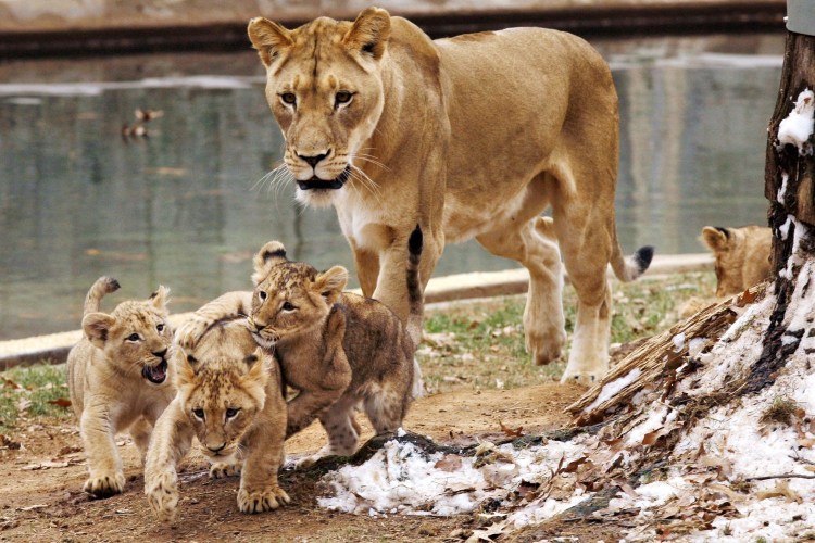 Лев и львица различия