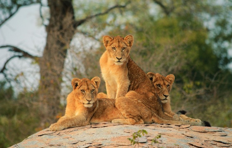 Семья Львов с тремя львятами