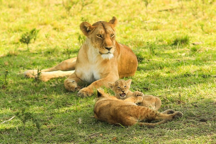 Красивая семья Львов