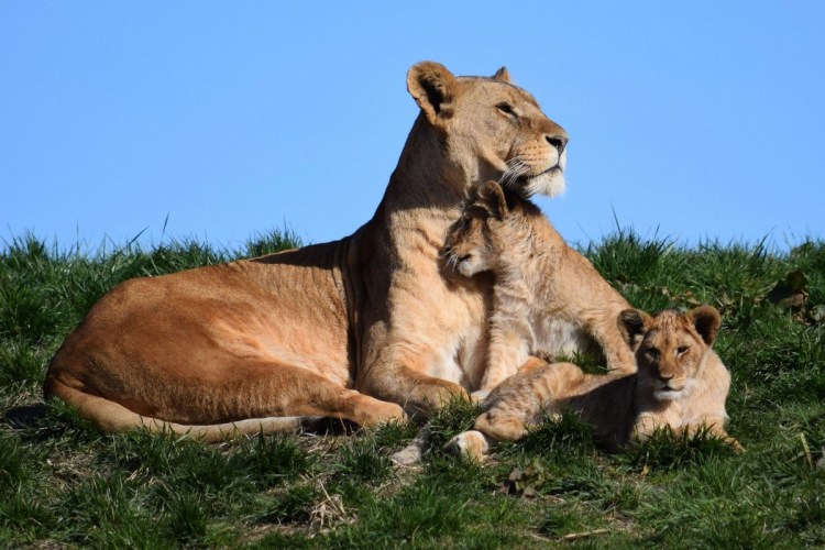 Семья Львов в очках