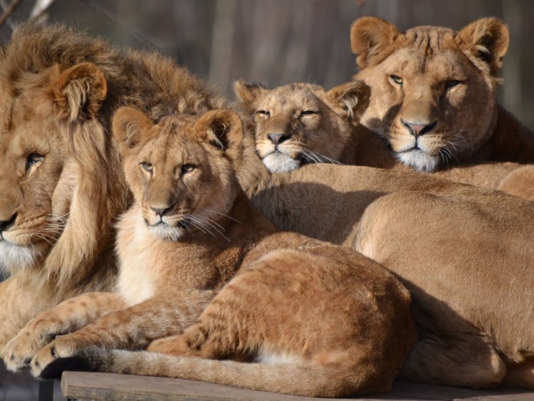 Лион Фамили