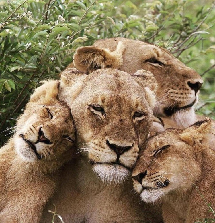 Семья Львов рисунок