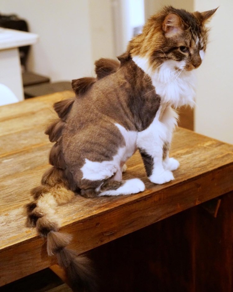 Креативные стрижки котов