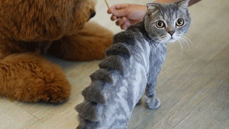 Стрижка хвоста у кота