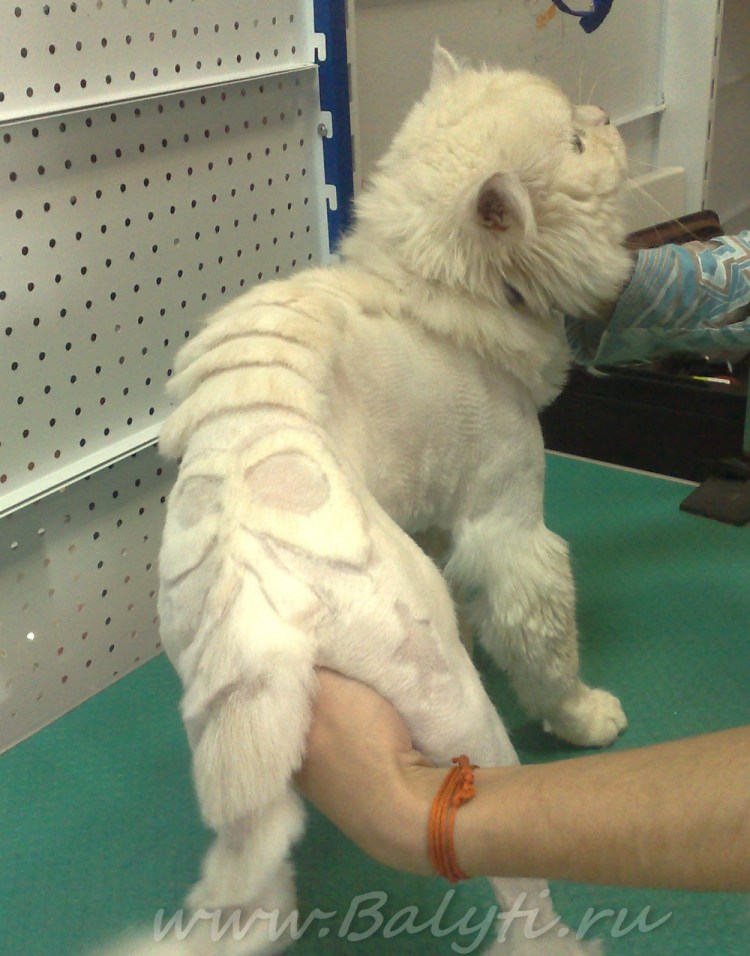 Креативные стрижки котов