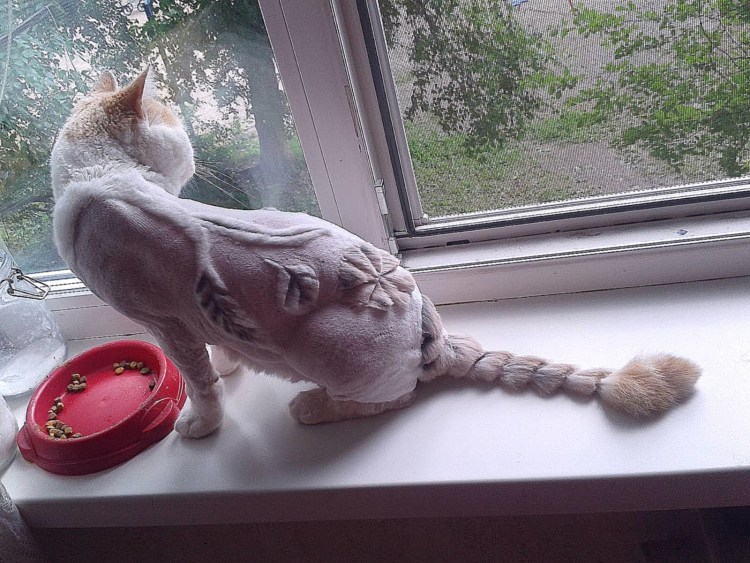 Прически для котов