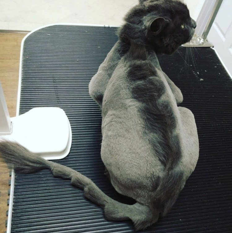 Стрижка кота под дракона