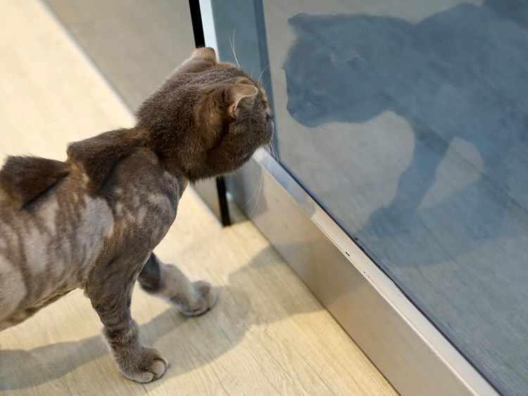 Стрижка котов под динозавра