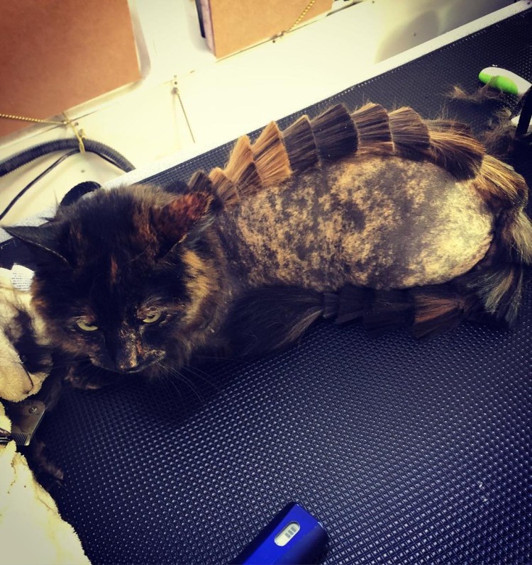 Стрижка кота