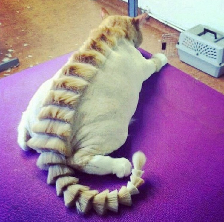 Необычные стрижки кошек