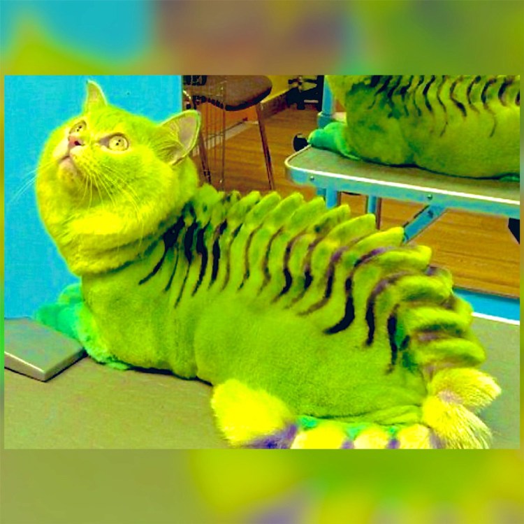 Необычные стрижки кошек
