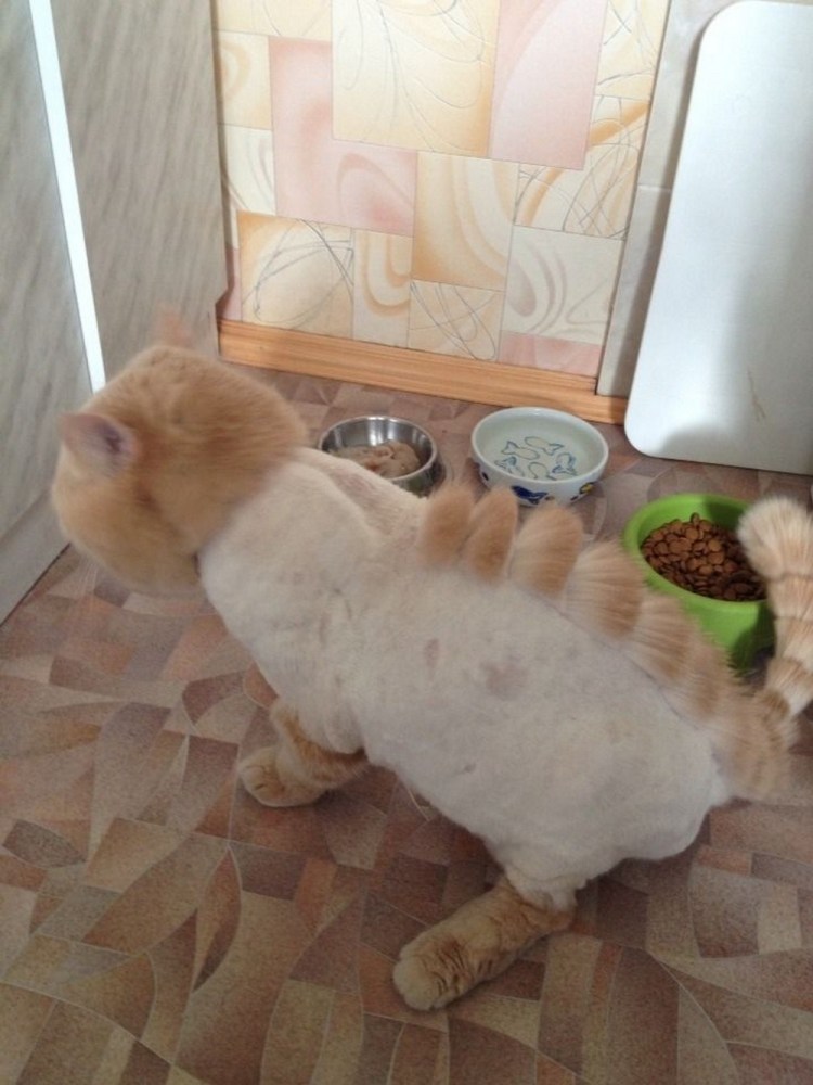 Стрижка кота