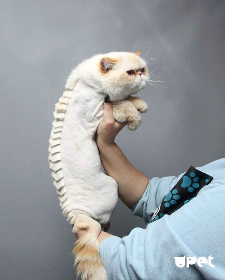 Стрижка кошки под дракона