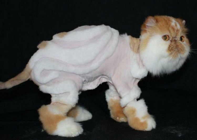 Кот подстриженный под динозавра