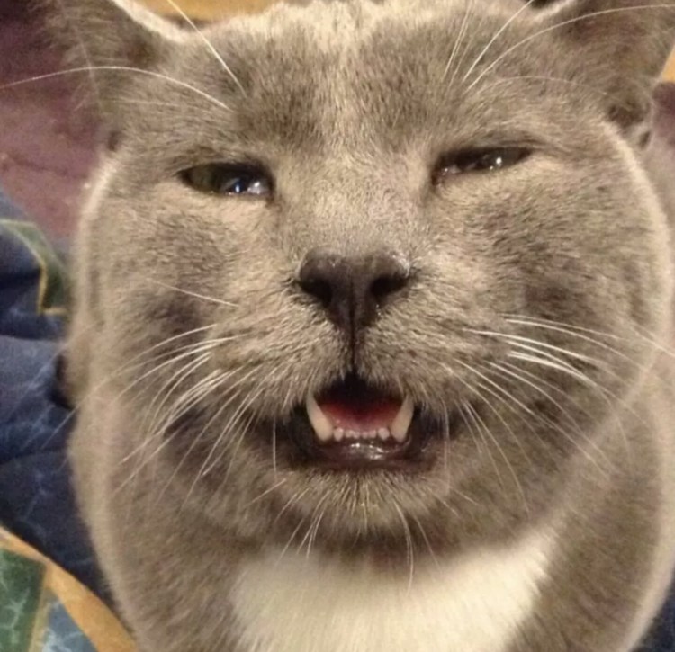 Собачка с пузырьком из носа