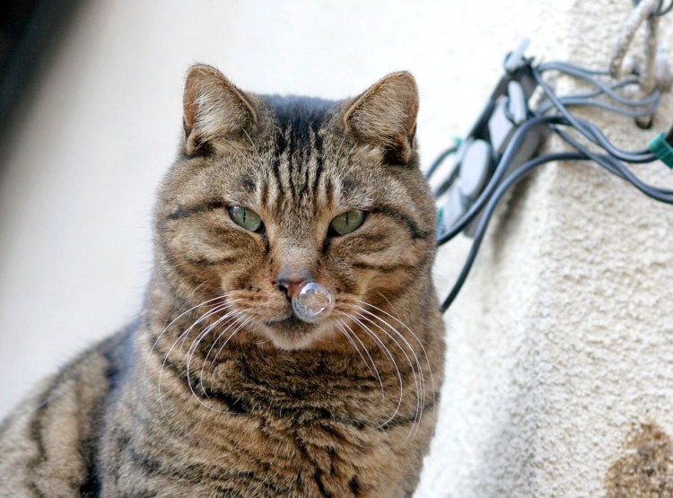 Кот с соплями