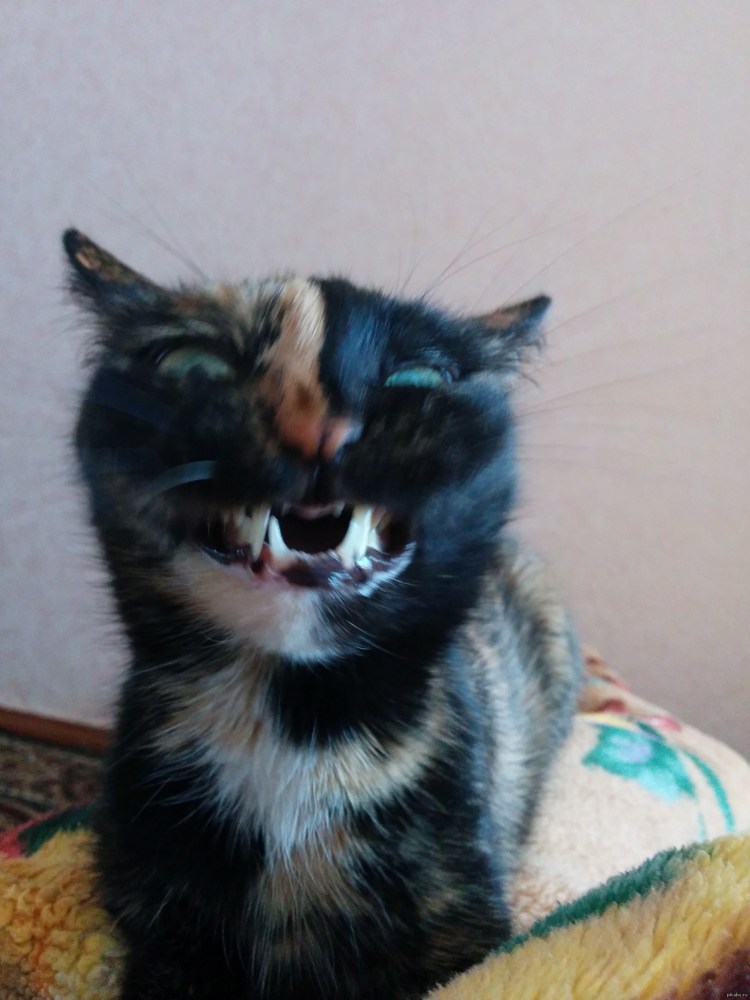 Милый котик Мем