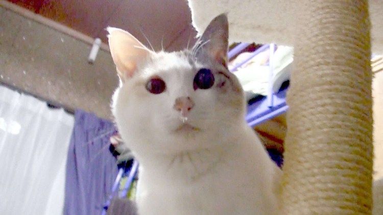 Кот с пузырьком в носу