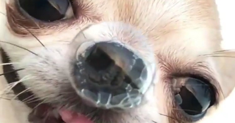 Кот и мыльные пузыри